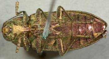 Media type: image;   Entomology 2673 Aspect: habitus ventral view